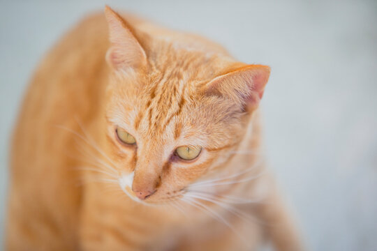 Close up high angle portrait of an orange tabby cat looking down.High angle close-up portrait of a beautiful domestic ginger tabby cat looking down thoughtfully. 
