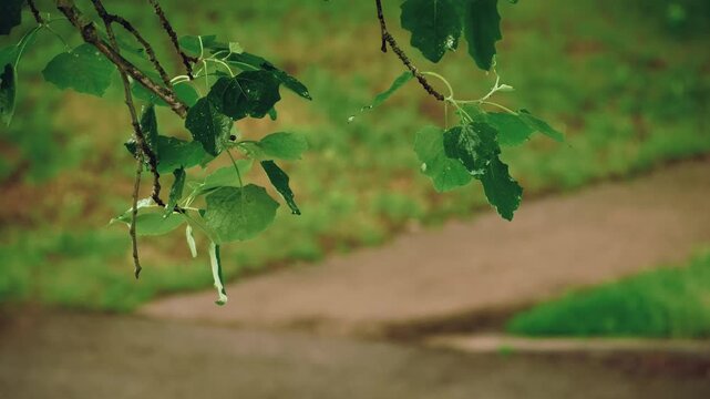Closeup green tree branches with wet leaves softly trembling in wind during drizzle. Blurred pathway, fresh lawn grass, falling rain drops at background, copy space. Peaceful city park on rainy day 4K