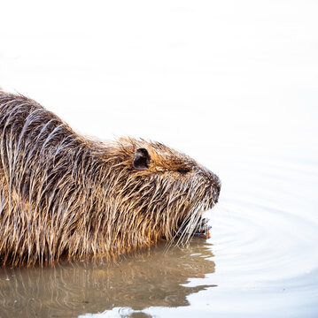  nutria semiaquatic rodent