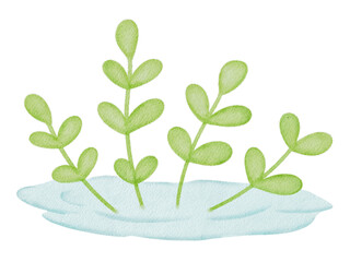 Obraz premium Watercolor Green Plant Shoots in Water 