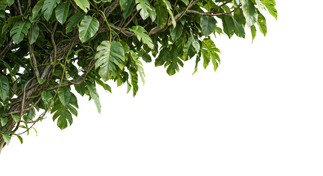 foreground of a branch with green leaves on a transparent background