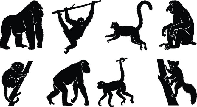 Primate silhouette bundle with eight unique species including gorilla, chimpanzee, gibbon, baboon, lemur, and spider monkey
