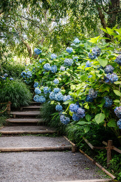 Stone steps leading up through a lush garden lined with blooming blue hydrangeas