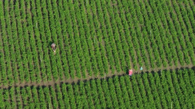 Aerial view of farmer working in farm at morning