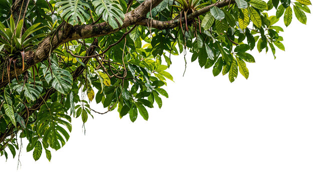 foreground branches on a transparent background