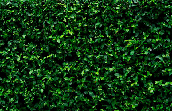 Closeup evergreen hedge wall with dense green leaves creating natural texture background for eco landscaping, sustainable garden design, environmental concepts and botanical decorative backdrop.