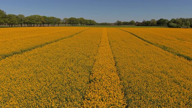 Beautiful high altitude aerial panoramic perspective of vibrant yellow blooming rapeseed agricultural field with parallel tractor tire tracks and green trees under a clear blue spring sky in daylight