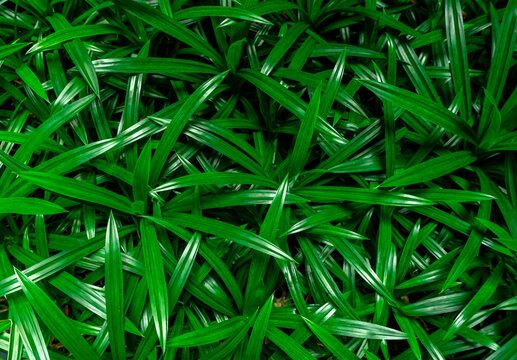 Fresh green pandan leaves natural texture background. Aromatic culinary herb pattern for organic food, botanical design, wellness and nature themed. Organic lifestyle, landscaping and eco design.