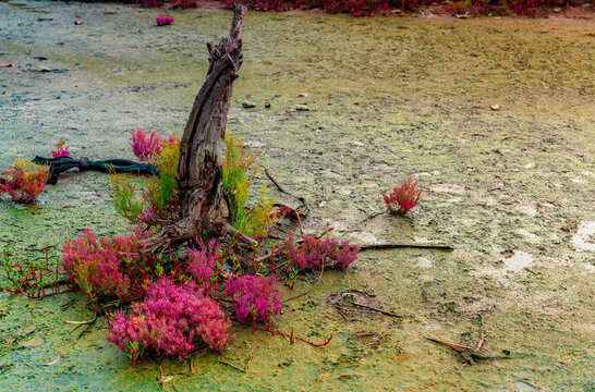 Red seablite growing in acidic coastal soil beside a weathered dead tree in a mangrove ecosystem during golden sunset. Halophyte adaptation, wetland biodiversity and tropical environmental resilience.