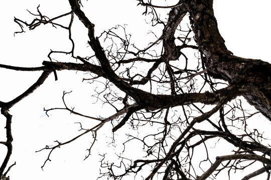Bottom view of dead tree and disorganized branches isolated on white background. Death, hopeless, despair,sad, and lament concept. Halloween day background. Dead tree branch for graphic design.