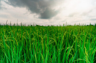 Obraz premium Green rice paddy field. Rice plantation. Organic jasmine rice farm in Asia. Rice growing agricultural farm. Beautiful nature of farmland. Asian food. Paddy field with stormy sky. Plant cultivation.