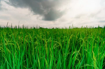 Fototapete Grün Green rice paddy field. Rice plantation. Organic jasmine rice farm in Asia. Rice growing agricultural farm. Beautiful nature of farmland. Asian food. Paddy field with stormy sky. Plant cultivation.  © Fahroni