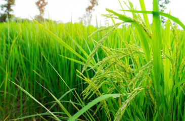 Fototapeta premium Selective focus on ear of rice. Green paddy field. Rice plantation. Organic rice farm in Asia. Rice price in the world market concept. Beautiful nature of farm land. Paddy field. Plant cultivation.