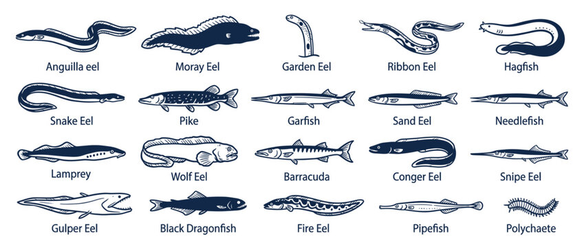 Collection of Diverse Fish and Eels Illustrated