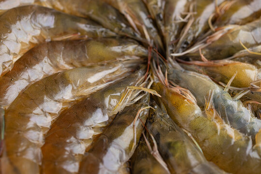 Arranged fresh raw shrimp pile