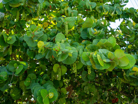 Dense clusters of small green round sea grapes hang vertically from thick tree branches surrounded by wide broadleaf foliage.