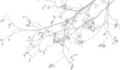 Fototapeta premium Shadow of tree branches with leaves isolated on transparent background
