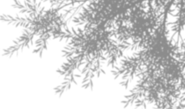 Shadow of tree leaves on a transparent background