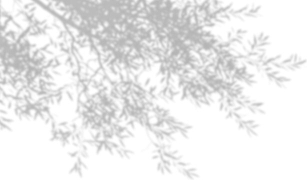 Shadow of tree branches with leaves isolated on transparent background