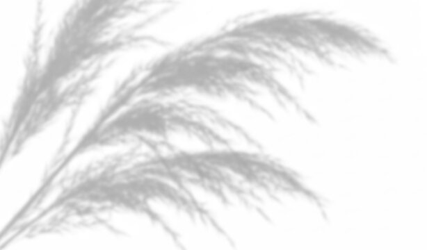 Soft shadow of pampas grass leaves isolated on transparent background