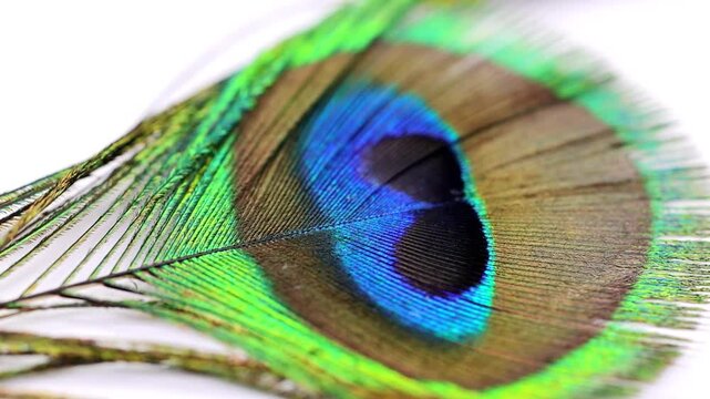 Spectacular shot of macro detail of vibrant peacock feather isolated on white background 180fps Captured in Cinematic High Detail Footage