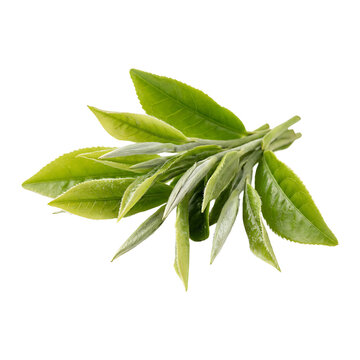 Fresh Green Tea Leaves and Shoots Isolated on White Background for Organic Beverage and Health Design