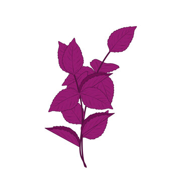 Illustration of purple perilla leaves. Vector of the herbal plant perilla leaves. Illustration of perilla leaves as a cooking ingredient. Design of ornamental perilla leaf plant