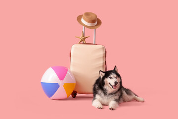 Alaskan malamute dog with beach ball and suitcase, summer travel and vacation concept, isolated on a pink background © Pixel-Shot