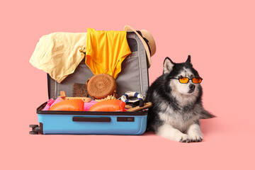 Siberian husky dog wearing orange sunglasses next to an open suitcase packed with summer vacation essentials © Pixel-Shot