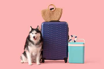 Siberian husky dog with travel luggage, straw bag, and cooler ready for a summer vacation trip © Pixel-Shot