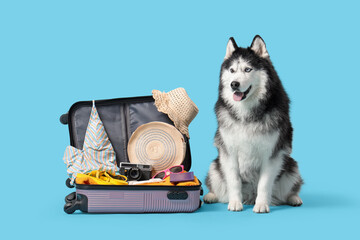 Siberian husky dog sitting next to an open suitcase packed with summer vacation travel essentials © Pixel-Shot