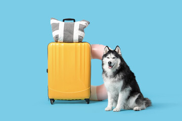 Siberian husky dog sitting next to a yellow suitcase and beach bag, summer travel and vacation concept, isolated on a blue background © Pixel-Shot