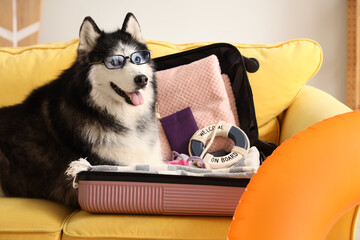 Siberian husky dog wearing glasses sitting in an open suitcase with travel accessories on a yellow couch, ready for vacation © Pixel-Shot