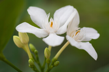 Fototapeta premium Ceylon wrightia