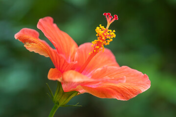 hibiscus © Hanzo