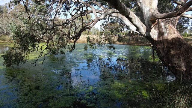 Ryans Creek at Melton Botanic Garden, with a mature river red gum (Eucalyptus camaldulensis) leaning over algae-covered still water, with reflections and native bushland surrounds. Melbourne Australia