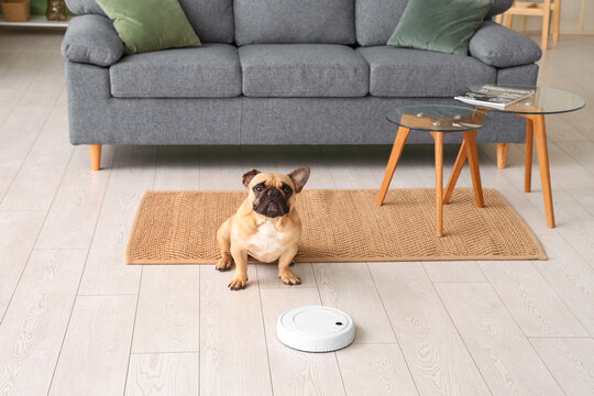 Cute french bulldog sitting near robot vacuum cleaner at home