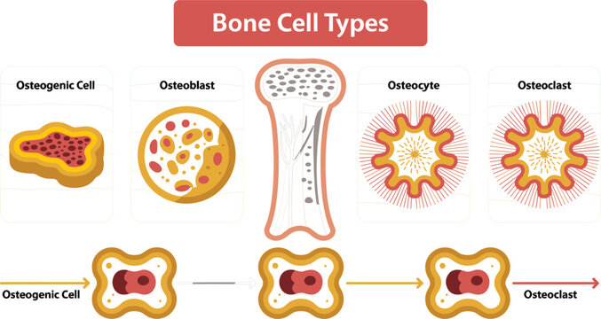 Bone Cell Types Infographic Illustrating Osteogenic Cells, Osteoblasts, Osteocytes, Osteoclasts, Bone Remodeling Process, and Skeletal Tissue Anatomy for Medical Education