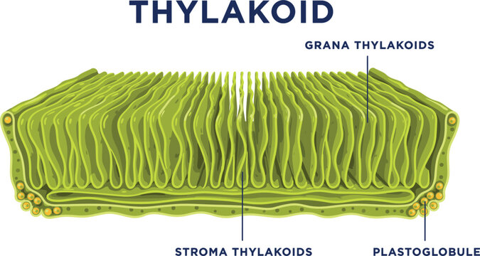 Thylakoid Structure Infographic Illustrating Grana Thylakoids, Stroma Thylakoids, Plastoglobules, and Chloroplast Membrane Organization for Plant Biology Education