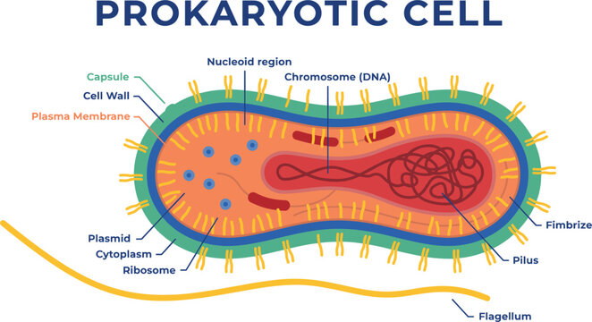 Prokaryotic Cell Structure Infographic Illustrating Bacterial Anatomy with Nucleoid, Plasmid, Ribosomes, Cell Wall, Capsule, Pili, and Flagellum for Biology Education