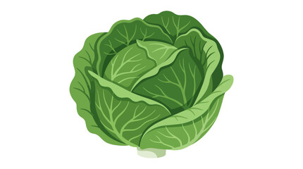 Obraz premium Fresh Green Cabbage Vegetable Vector Illustration