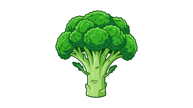 Fresh Green Broccoli Vegetable Illustration on White Background