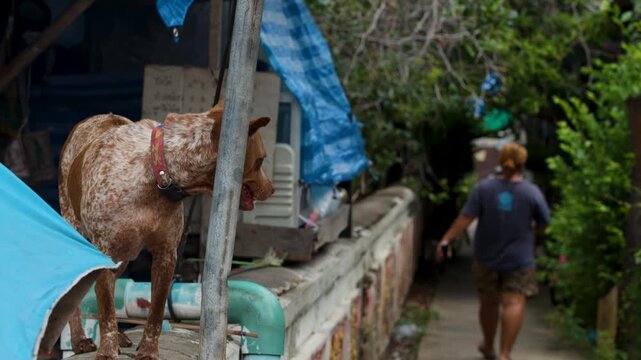 Stray Dog Standing on Wall in Narrow Thai Village Alley
