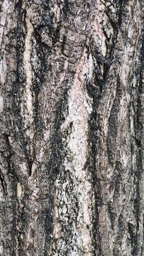 Close-up texture of natural tree bark with detailed wood pattern