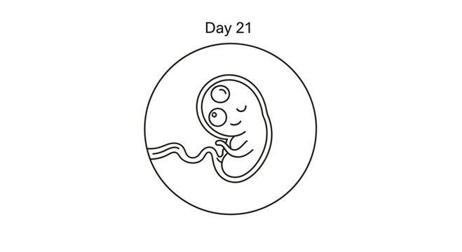 embryo development day 21