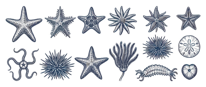 Vintage Nautical Marine Life Illustrations