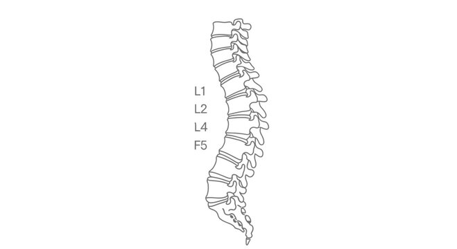 Human spine illustration, lumbar vertebrae L1, L2, L4, F5