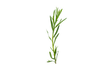 Fototapeta premium Fresh tarragon stands tall, showcasing its vibrant green leaves, PNG