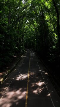 Vertical drone ascends over vehicles driving along the shaded road through Bilar Man-Made Forest in Bohol
