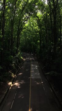 Vertical drone pulls back above the road through Bilar Man-Made Forest, showing tree canopy and shaded roadway in Bohol